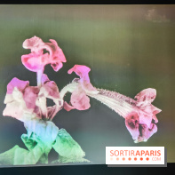Natures vivantes : l'exposition photo qui met à l'honneur les jardins du musée Albert Kahn - photos