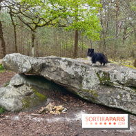 Dolmen de la Pierre Ardoue - IMG 0974