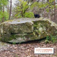 Dolmen de la Pierre Ardoue - IMG 0983