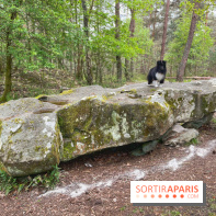 Dolmen de la Pierre Ardoue - IMG 0985