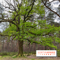 Dolmen de la Pierre Ardoue - IMG 0989