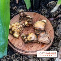 Jardins jardin 2024 à la Villa Windsor au Bois de Boulogne  -  A7C5026