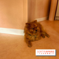 Casa del Doggo - IMG 1597