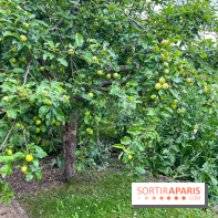 Potager-Fruitier de la Roche Guyon - nos photos - image00032