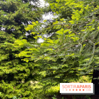 Arboretum de la Roche-Guyon - nos photos - image00005