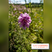 Le Parc du peuple de l'herbe dans les Yvelines - Étang de Galiotte - Carrières-sous-Poissy