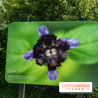 Le Parc du peuple de l'herbe dans les Yvelines - Étang de Galiotte - Carrières-sous-Poissy -  A7C7487