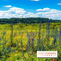 Le Parc du peuple de l'herbe dans les Yvelines - Étang de Galiotte - Carrières-sous-Poissy