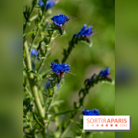 Le Parc du peuple de l'herbe dans les Yvelines - Étang de Galiotte - Carrières-sous-Poissy