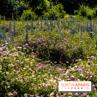 Le Parc du peuple de l'herbe dans les Yvelines - Étang de Galiotte - Carrières-sous-Poissy -  A7C7504