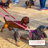 Paris Sausage Walk 2024 : la marche des teckels de retour dans la capitale - image00008