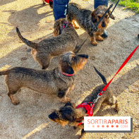 Paris Sausage Walk 2024 : la marche des teckels de retour dans la capitale - image00013