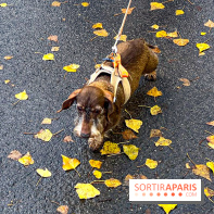 Paris Sausage Walk 2024 : la marche des teckels de retour dans la capitale - image00016