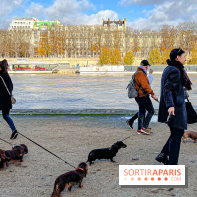 Paris Sausage Walk 2024 : la marche des teckels de retour dans la capitale - image00023