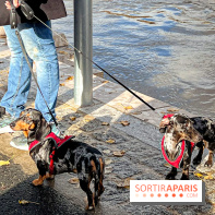 Paris Sausage Walk 2024 : la marche des teckels de retour dans la capitale - image00035