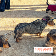 Paris Sausage Walk 2024 : la marche des teckels de retour dans la capitale - image00005