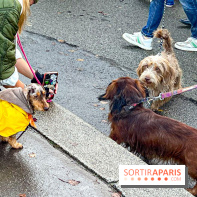 Paris Sausage Walk 2024 : la marche des teckels de retour dans la capitale - image00002