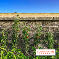 Les Saveurs du Potager du Roi à Versailles : marché de fruits & légumes, expositions et animations