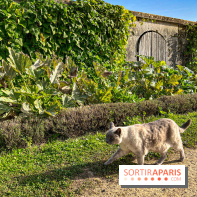 Les Saveurs du Potager du Roi à Versailles : marché de fruits & légumes, expositions et animations