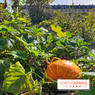 Les Saveurs du Potager du Roi à Versailles : marché de fruits & légumes, expositions et animations