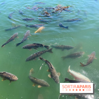 Etang aux carpes et barques - nos photos