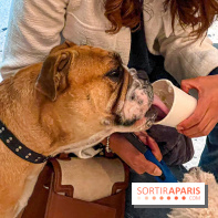 Le Doggy Brunch : le brunch gourmand entre chiens et maîtres à l'hôtel Kimpton Saint Honoré Paris - image00007
