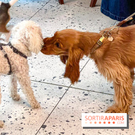Le Doggy Brunch : le brunch gourmand entre chiens et maîtres à l'hôtel Kimpton Saint Honoré Paris - image00009