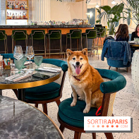 Le Doggy Brunch : le brunch gourmand entre chiens et maîtres à l'hôtel Kimpton Saint Honoré Paris - image00013