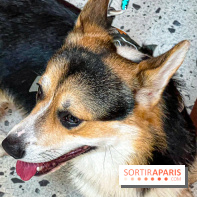 Le Doggy Brunch : le brunch gourmand entre chiens et maîtres à l'hôtel Kimpton Saint Honoré Paris - image00046