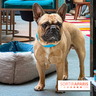 Le Doggy Brunch : le brunch gourmand entre chiens et maîtres à l'hôtel Kimpton Saint Honoré Paris - image00049