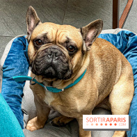 Le Doggy Brunch : le brunch gourmand entre chiens et maîtres à l'hôtel Kimpton Saint Honoré Paris - image00050