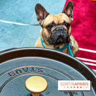 Le Doggy Brunch : le brunch gourmand entre chiens et maîtres à l'hôtel Kimpton Saint Honoré Paris
