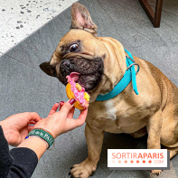 Le Doggy Brunch : le brunch gourmand entre chiens et maîtres à l'hôtel Kimpton Saint Honoré Paris - image00064