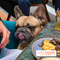Le Doggy Brunch : le brunch gourmand entre chiens et maîtres à l'hôtel Kimpton Saint Honoré Paris