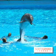 Parc Asterix
Dauphins