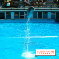 Parc Asterix
Dauphins