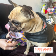 CAYU Canidés Club, la boutique d'accessoires dog friendly - nos photos