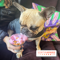 CAYU Canidés Club, la boutique d'accessoires dog friendly - nos photos