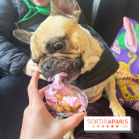 CAYU Canidés Club, la boutique d'accessoires dog friendly - nos photos