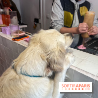 CAYU Canidés Club, la boutique d'accessoires dog friendly - nos photos