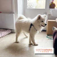 CAYU Canidés Club, la boutique d'accessoires dog friendly - nos photos