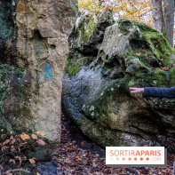 Randonnée à Fontainebleau : le sentier sur les pas de Denecourt jusqu’à la Tour Denecourt -  A7C7560