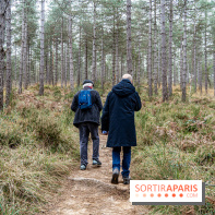 Randonnée à Fontainebleau : le sentier sur les pas de Denecourt jusqu’à la Tour Denecourt