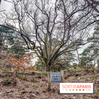 Randonnée à Fontainebleau : le sentier sur les pas de Denecourt jusqu’à la Tour Denecourt