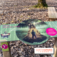 Balade sentier : Conte de Mélida, l'esprit de la forêt en forêt de Méridon (78) - A7C02313