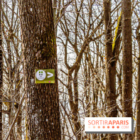 Balade sentier : Conte de Mélida, l'esprit de la forêt en forêt de Méridon (78) - A7C02319