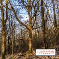 Balade sentier : Conte de Mélida, l'esprit de la forêt en forêt de Méridon (78) - A7C02320