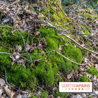 Balade sentier : Conte de Mélida, l'esprit de la forêt en forêt de Méridon (78) - A7C02323