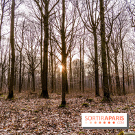Balade sentier : Conte de Mélida, l'esprit de la forêt en forêt de Méridon (78) - A7C02334