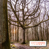 Balade sentier : Conte de Mélida, l'esprit de la forêt en forêt de Méridon (78) - A7C02335
